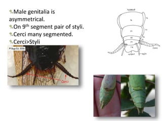 Male genitalia is
asymmetrical.
On 9th segment pair of styli.
Cerci many segmented.
Cerci>Styli
 