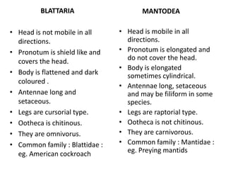 BLATTARIA
• Head is not mobile in all
directions.
• Pronotum is shield like and
covers the head.
• Body is flattened and dark
coloured .
• Antennae long and
setaceous.
• Legs are cursorial type.
• Ootheca is chitinous.
• They are omnivorus.
• Common family : Blattidae :
eg. American cockroach
MANTODEA
• Head is mobile in all
directions.
• Pronotum is elongated and
do not cover the head.
• Body is elongated
sometimes cylindrical.
• Antennae long, setaceous
and may be filiform in some
species.
• Legs are raptorial type.
• Ootheca is not chitinous.
• They are carnivorous.
• Common family : Mantidae :
eg. Preying mantids
 