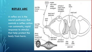 Reflex and complex animal behavior. Msc. Zoology. | PPTX