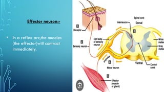 Reflex and complex animal behavior. Msc. Zoology. | PPTX