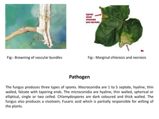 Marginal Necrosis Diseases of cotton | PPTX