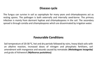 Diseases of cotton | PPTX