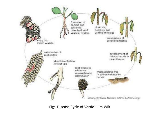 Diseases of cotton