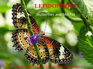 LEPIDOPTERA
(Butterflies and Moths)
Submitted By:- Jayant Yadav, C.C.S.H.A.University, Hisar,Haryana
 
