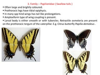 Lepidoptera | PPTX