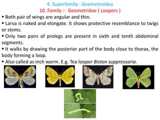 Lepidoptera | PPTX
