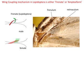 Lepidoptera | PPTX