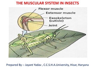 THE MUSCULAR SYSTEM IN INSECTS
Prepared By :- Jayant Yadav , C.C.S.H.A.University, Hisar, Haryana
 