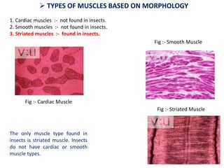 muscular system | PDF