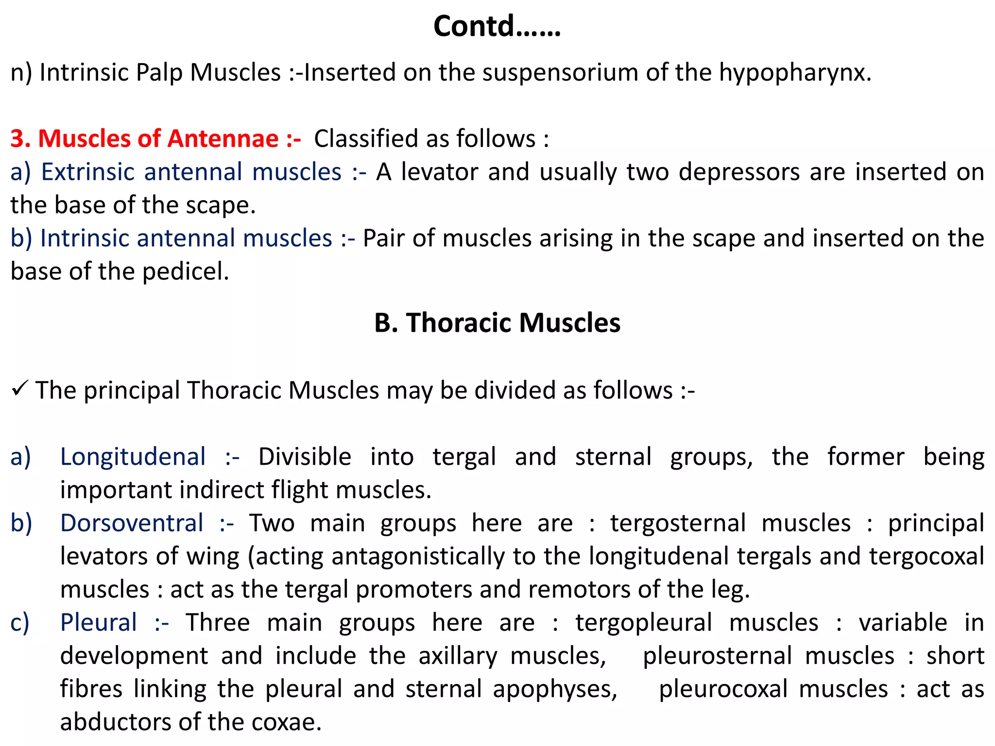 n) Intrinsic Palp Muscles :-Inserted on the suspensorium of the hypopharynx.
3. Muscles of Antennae :- Classified as follows :
a) Extrinsic antennal muscles :- A levator and usually two depressors are inserted on
the base of the scape.
b) Intrinsic antennal muscles :- Pair of muscles arising in the scape and inserted on the
base of the pedicel.
Contd……
B. Thoracic Muscles
 The principal Thoracic Muscles may be divided as follows :-
a) Longitudenal :- Divisible into tergal and sternal groups, the former being
important indirect flight muscles.
b) Dorsoventral :- Two main groups here are : tergosternal muscles : principal
levators of wing (acting antagonistically to the longitudenal tergals and tergocoxal
muscles : act as the tergal promoters and remotors of the leg.
c) Pleural :- Three main groups here are : tergopleural muscles : variable in
development and include the axillary muscles, pleurosternal muscles : short
fibres linking the pleural and sternal apophyses, pleurocoxal muscles : act as
abductors of the coxae.
 