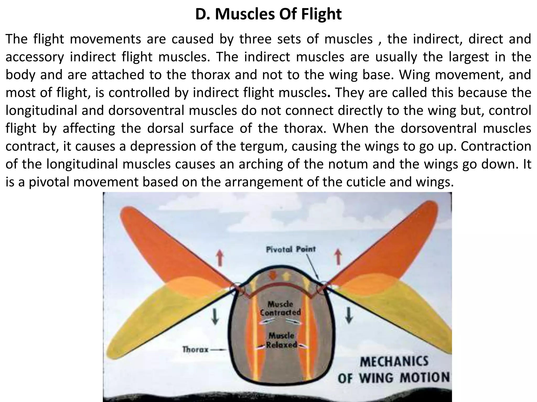 D. Muscles Of Flight
The flight movements are caused by three sets of muscles , the indirect, direct and
accessory indirect flight muscles. The indirect muscles are usually the largest in the
body and are attached to the thorax and not to the wing base. Wing movement, and
most of flight, is controlled by indirect flight muscles. They are called this because the
longitudinal and dorsoventral muscles do not connect directly to the wing but, control
flight by affecting the dorsal surface of the thorax. When the dorsoventral muscles
contract, it causes a depression of the tergum, causing the wings to go up. Contraction
of the longitudinal muscles causes an arching of the notum and the wings go down. It
is a pivotal movement based on the arrangement of the cuticle and wings.
 