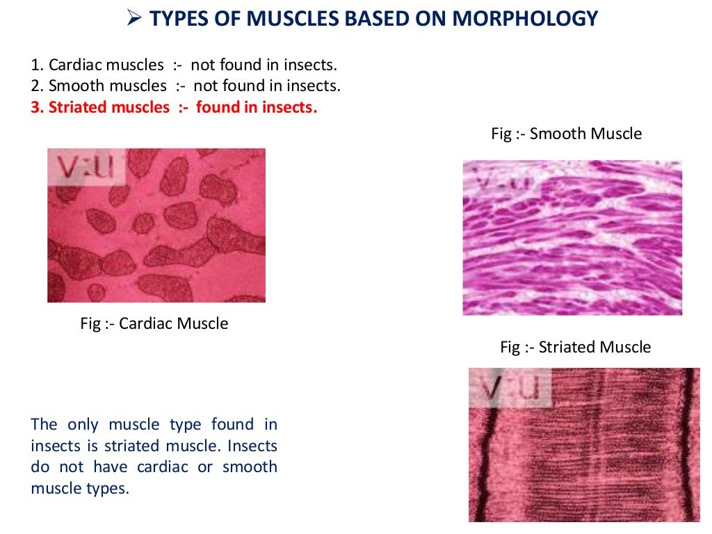 Muscular system in insects