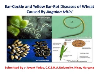Ear-Cockle and Yellow Ear-Rot Diseases of Wheat
Caused By Anguina tritici
Submitted By :- Jayant Yadav, C.C.S.H.A.University, Hisar, Haryana
 