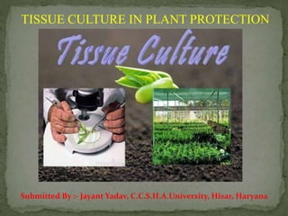 TISSUE CULTURE IN PLANT PROTECTION
Submitted By :- Jayant Yadav, C.C.S.H.A.University, Hisar, Haryana
 