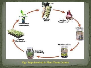 Tissue culture techniques in plant protection | PPTX