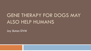 GENE THERAPY FOR DOGS MAY
ALSO HELP HUMANS
Jay Butan DVM
 