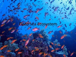 Deep sea Ecosystem
Jayden
 
