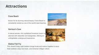 Attractions
Known for its stunning natural beauty, Crane Beach is
consistently ranked as one of the world's best beaches.
A natural wonder, this crystallized limestone cavern is
adorned with stalactites and stalagmites, offering an
unforgettable underground experience.
This vibrant Friday night tradition brings locals and visitors together to savor
fresh seafood, enjoy live music, and immerse in Bajan culture.
Crane Beach
Harrison's Cave
Oistins Fish Fry
 