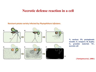 Necrotic defense reaction in a cell
N, nucleus; PS, protoplasmic
strands; Z, zoospore; H, hypha;
G, granular material; NC,
necrotic cell
( Tomiyama et al., 1999 )
Resistant potato variety infected by Phytophthora infestans.
 