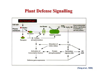 Plant Defense Signalling
(Yang et al., 1999)
Non host pathogen
 