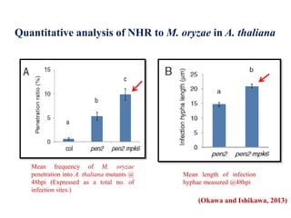 Quantitative analysis of NHR to M. oryzae in A. thaliana
Mean frequency of M. oryzae
penetration into A. thaliana mutants @
48hpi (Expressed as a total no. of
infection sites.)
Mean length of infection
hyphae measured @48hpi
(Okawa and Ishikawa, 2013)
 
