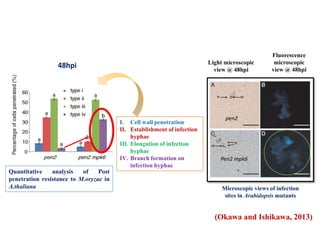 Quantitative analysis of Post
penetration resistance to M.oryzae in
A.thaliana
I. Cell wall penetration
II. Establishment of infection
hyphae
III. Elongation of infection
hyphae
IV. Branch formation on
infection hyphae
Microscopic views of infection
sites in Arabidopsis mutants
Light microscopic
view @ 48hpi
Fluorescence
microscopic
view @ 48hpi
pen2
Pen2 mpk6
48hpi
(Okawa and Ishikawa, 2013)
 