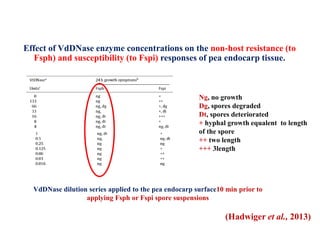 Effect of VdDNase enzyme concentrations on the non-host resistance (to
Fsph) and susceptibility (to Fspi) responses of pea endocarp tissue.
Ng, no growth
Dg, spores degraded
Dt, spores deteriorated
+ hyphal growth equalent to length
of the spore
++ two length
+++ 3length
VdDNase dilution series applied to the pea endocarp surface10 min prior to
applying Fsph or Fspi spore suspensions
(Hadwiger et al., 2013)
 