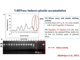 VdDNase induces pisatin accumulation
Vd DNase assay and pisatin eliciting
activity:
(A) Pod halves (0.5 g fr. wt.) were treated
with 2 ml of superdex 75 fractions.
(B) Superdex 75 fractions (2.0 ml) were
incubated in the standard DNase buffer for
10 min wit 0.2micro gram of plasmid
DNA.
DNase activity
24 h
(Hadwiger et al., 2013)
 