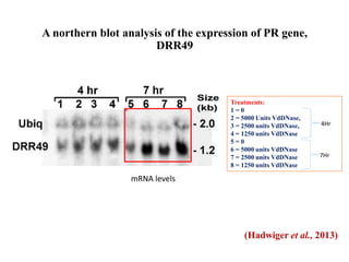 A northern blot analysis of the expression of PR gene,
DRR49
Treatments:
1 = 0
2 = 5000 Units VdDNase,
3 = 2500 units VdDNase,
4 = 1250 units VdDNase
5 = 0
6 = 5000 units VdDNase
7 = 2500 units VdDNase
8 = 1250 units VdDNase
4Hr
7Hr
mRNA levels
(Hadwiger et al., 2013)
 