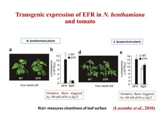 Transgenic expression of EFR in N. benthamiana
and tomato
N. benthamiana plants S. lycopersicum plants
Oxidative Burst triggered
by 100 nM elf18 or flg22
Four-week-old Four-week-old
Oxidative Burst triggered
by 100 nM elf18 or flg22
(Lacombe et al., 2010)RLU= measures cleanliness of leaf surface
 