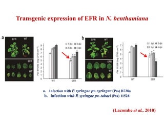 Transgenic expression of EFR in N. benthamiana
a. Infection with P. syringae pv. syringae (Pss) B728a
b. Infection with P. syringae pv. tabaci (Pta) 11528
(Lacombe et al., 2010)
 