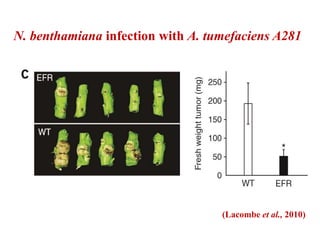 N. benthamiana infection with A. tumefaciens A281
(Lacombe et al., 2010)
 