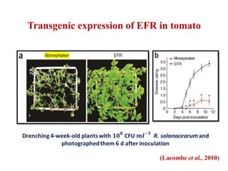 Transgenic expression of EFR in tomato
(Lacombe et al., 2010)
 