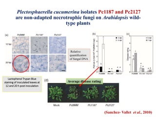 Plectosphaerella cucumerina isolates Pc1187 and Pc2127
are non-adapted necrotrophic fungi on Arabidopsis wild-
type plants
Lactophenol Trypan Blue
staining of inoculated leaves at
12 and 20 h post inoculation
Relative
quantiﬁcation
of fungal DNA
Average disease rating
(Sanchez- Vallet et al., 2010)
 