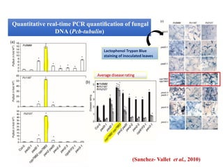 Quantitative real-time PCR quantiﬁcation of fungal
DNA (Pcb-tubulin)
Average disease rating
Lactophenol Trypan Blue
staining of inoculated leaves
(Sanchez- Vallet et al., 2010)
 