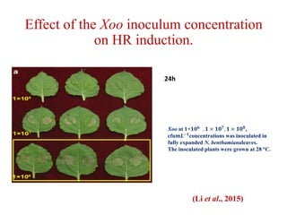 Effect of the Xoo inoculum concentration
on HR induction.
Xoo at 1×𝟏𝟎 𝟔
, 𝟏 × 𝟏𝟎 𝟕
, 𝟏 × 𝟏𝟎 𝟖
,
cfu𝒎𝑳−𝟏
concentrations was inoculated in
fully expanded N. benthamianaleaves.
The inoculated plants were grown at 28 °C.
24h
(Li et al., 2015)
 