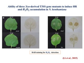 Ability of three Xoo-derived T3SS gene mutants to induce HR
and 𝑯 𝟐 𝑶 𝟐 accumulation in N. benthamiana
DAB staining for 𝑯 𝟐 𝑶 𝟐 detection
(Li et al., 2015)
 