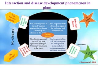 Non Host response of
the cell/ nucleus
against the pathogen
. Ultimately no
disease to the plants
Host response of the
cell/ nucleus against
the pathogen and
cause disease
Non Host response of
the cell/ nucleus
against the pathogen .
Ultimately no disease
to the plants
Host response of the
cell/ nucleus against
the pathogen as R
Gene mediated
resistance develops
and cause no disease
Nucleus
response
( Shamim et al., 2013)
Nodisease
No disease
Interaction and disease development phenomenon in
plant
 