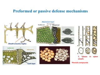 Preformed or passive defense mechanisms
Sheath around a hypha
Cork layer
Phenolic compounds
T, Tyloses in xylem
vessels
Abscission layer
 