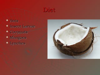 Diet
   Ants
   Insect Larvae
   Coconuts
   Mangoes
   Lynches
 