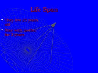 Life Span
   They live 23 years
    old
   Stay with mother
    for 2 years
 