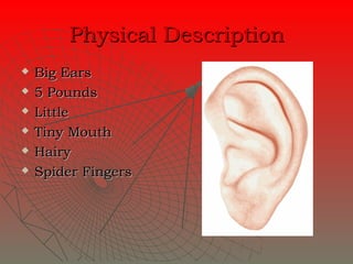 Physical Description
   Big Ears
   5 Pounds
   Little
   Tiny Mouth
   Hairy
   Spider Fingers
 