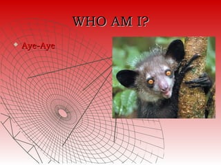 WHO AM I?
   Aye-Aye
 