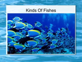 Kinds Of Fishes
 