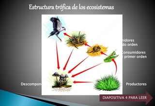 Productores
Consumidores
de primer orden
Consumidores
de segundo orden
Consumidores
de tercer orden
Consumidores
de cuarto orden
Descomponedores
DIAPOSITIVA 4 PARA LEER
Estructura trófica de los ecosistemas
 