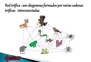 INICIO
Red trófica : son diagramas formados por varias cadenas
tróficas interconectadas
 
