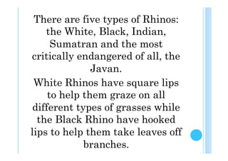 There are five types of Rhinos:
    the White, Black, Indian,
      Sumatran and the most
critically endangered of all, the
               Javan.
 White Rhinos have square lips
     to help them graze on all
 different types of grasses while
  the Black Rhino have hooked
lips to help them take leaves off
             branches.
 