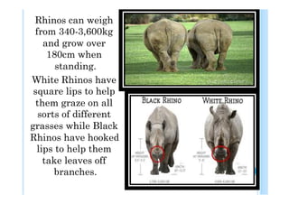 Rhinos can weigh
 from 340-3,600kg
    and grow over
     180cm when
       standing.
White Rhinos have
 square lips to help
  them graze on all
   sorts of different
grasses while Black
Rhinos have hooked
  lips to help them
    take leaves off
       branches.
 