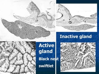 Lord Cranbrook,Swiflets Specialist.