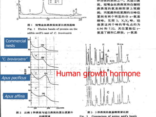 Lord Cranbrook,Swiflets Specialist.
